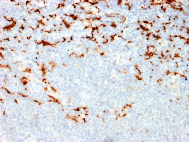 CD163 Antibody in Immunohistochemistry (Paraffin) (IHC (P))