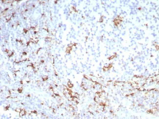 CD163 (Monocyte and Macrophage Marker) Antibody in Immunohistochemistry (Paraffin) (IHC (P))
