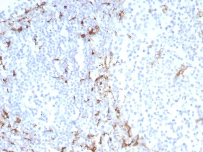 CD163 (Monocyte and Macrophage Marker) Antibody in Immunohistochemistry (Paraffin) (IHC (P))