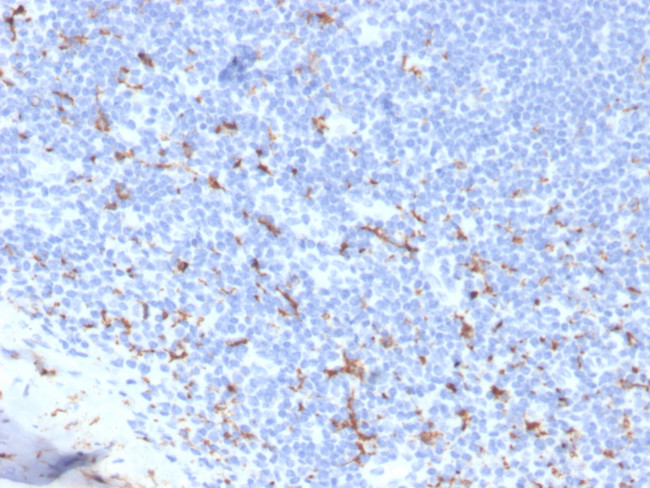 CD163 (Monocyte and Macrophage Marker) Antibody in Immunohistochemistry (Paraffin) (IHC (P))