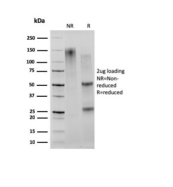 CD27 (Tumor Necrosis Factor Receptor Superfamily 7) Antibody in SDS-PAGE (SDS-PAGE)