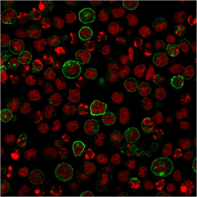 CD86 Antibody in Immunocytochemistry (ICC/IF)