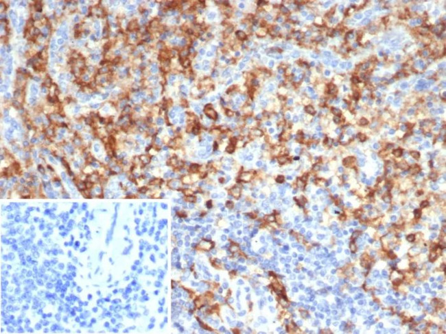 CD33/SIGLEC3 (Myeloid Cell Surface Antigen) Antibody in Immunohistochemistry (Paraffin) (IHC (P))