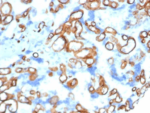 CD34 (Hematopoietic Stem Cell and Endothelial Marker) Antibody in Immunohistochemistry (Paraffin) (IHC (P))