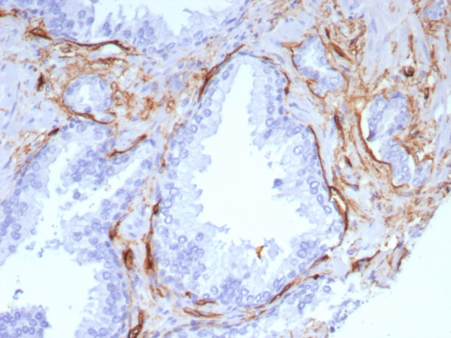 CD34 (Hematopoietic Stem Cell and Endothelial Marker) Antibody in Immunohistochemistry (Paraffin) (IHC (P))
