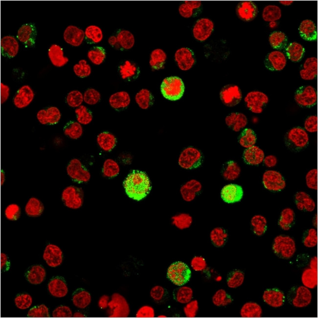 CD40 Ligand/CD154/TRAP1 (Activation Marker of T-Lymphocytes) Antibody in Immunocytochemistry (ICC/IF)
