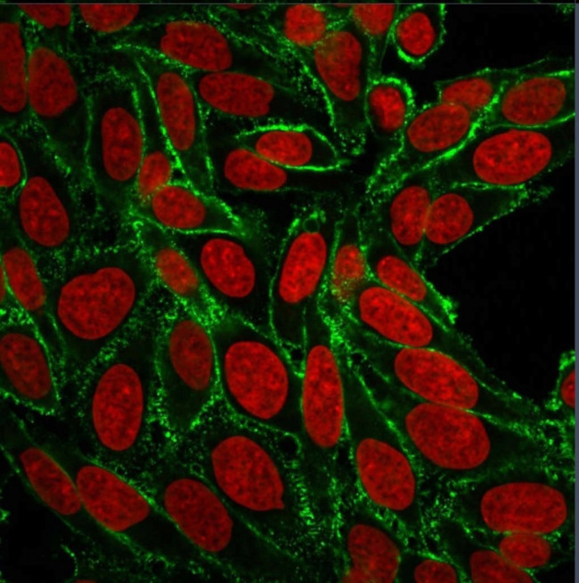 CD44/HCAM Std (Cancer Stem Cell Marker) Antibody in Immunocytochemistry (ICC/IF)