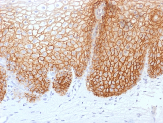 CD44v9 Antibody in Immunohistochemistry (Paraffin) (IHC (P))