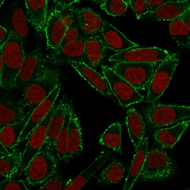 CD44/HCAM Std (Cancer Stem Cell Marker) Antibody in Immunocytochemistry (ICC/IF)
