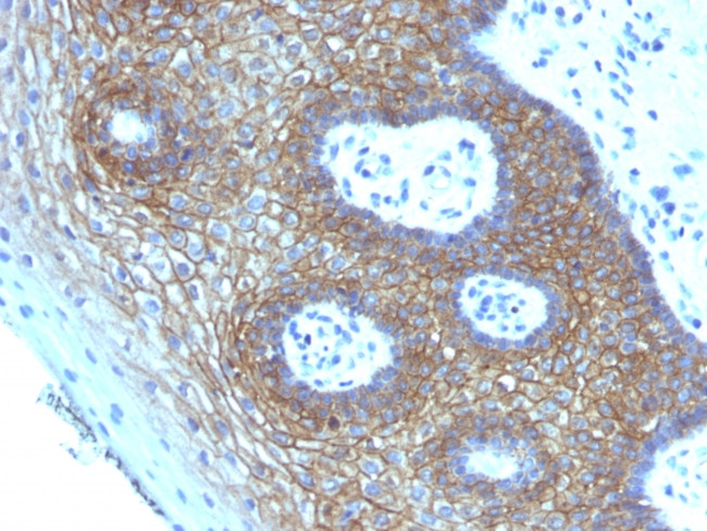 CD44v4 Antibody in Immunohistochemistry (Paraffin) (IHC (P))