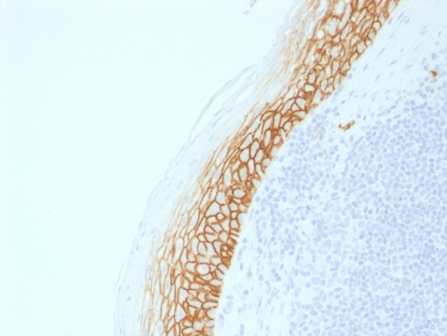 CD44v9 Antibody in Immunohistochemistry (Paraffin) (IHC (P))