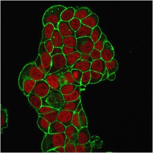 CD47/IAP (Integrin Associated Protein) Antibody in Immunocytochemistry (ICC/IF)