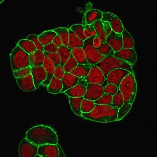 CD47/IAP (Integrin Associated Protein) Antibody in Immunocytochemistry (ICC/IF)