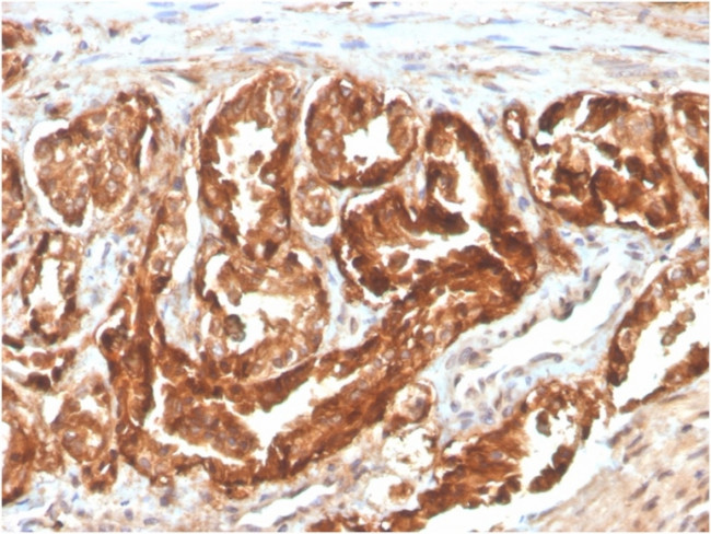CD47/IAP (Integrin Associated Protein) Antibody in Immunohistochemistry (Paraffin) (IHC (P))