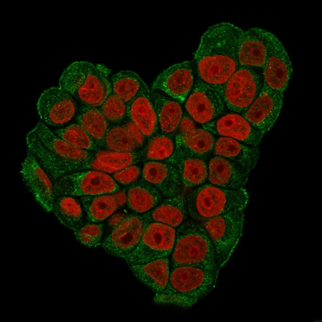 CD47/IAP (Integrin Associated Protein) Antibody in Immunocytochemistry (ICC/IF)