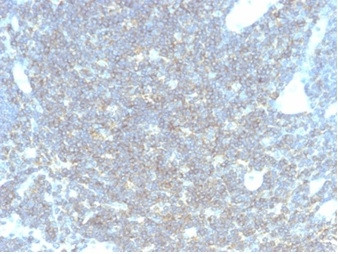 CD48 (Pan Leukocyte Marker) Antibody in Immunohistochemistry (Paraffin) (IHC (P))
