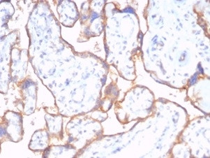 CD59/Complement Regulatory Protein/Protectin Antibody in Immunohistochemistry (Paraffin) (IHC (P))