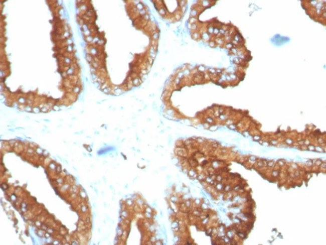 CD63 (Late Endosomes Marker) Antibody in Immunohistochemistry (Paraffin) (IHC (P))