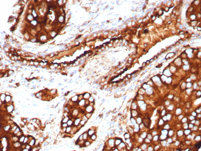 CD63 (Late Endosomes Marker) Antibody in Immunohistochemistry (Paraffin) (IHC (P))