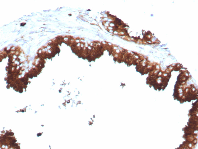 CD63 (Late Endosomes Marker) Antibody in Immunohistochemistry (Paraffin) (IHC (P))