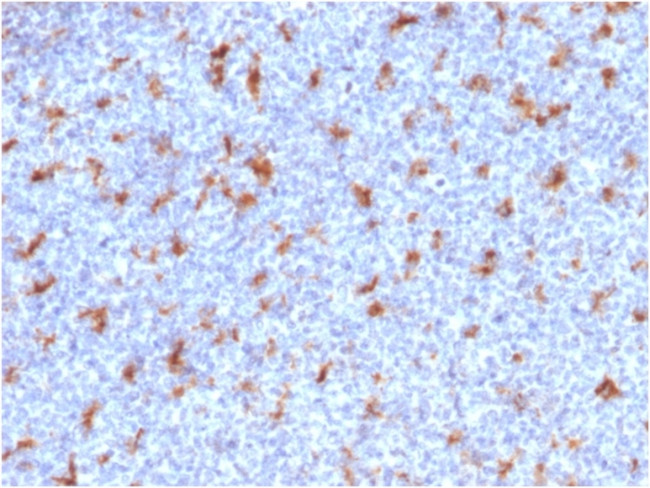CD68 (Macrophage Marker) Antibody in Immunohistochemistry (Paraffin) (IHC (P))
