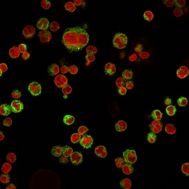 CD74 (B-Cell Marker) Antibody in Immunocytochemistry (ICC/IF)