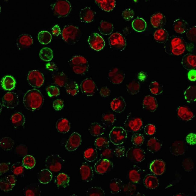 CD74 (B-Cell Marker) Antibody in Immunocytochemistry (ICC/IF)