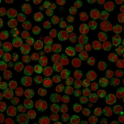 CD79a (B-Cell Marker) Antibody in Immunocytochemistry (ICC/IF)