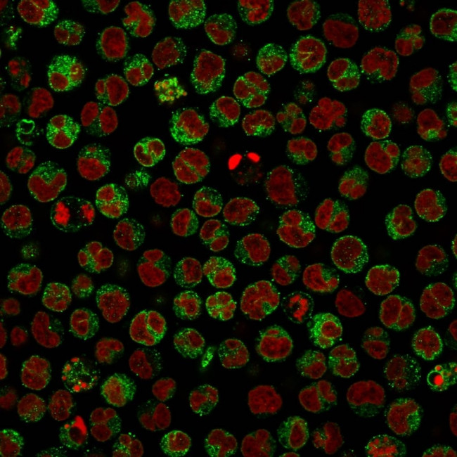 CD79a (B Cell Marker) Antibody in Immunocytochemistry (ICC/IF)