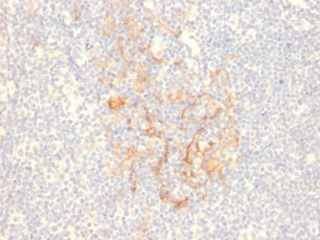 CD79b Antibody in Immunohistochemistry (Paraffin) (IHC (P))