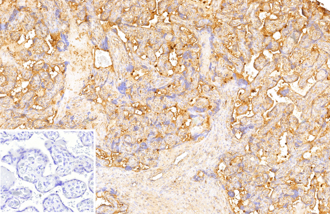 TNFS15/VEGI (Vascular Endothelial Growth Inhibitor) Antibody in Immunohistochemistry (Paraffin) (IHC (P))