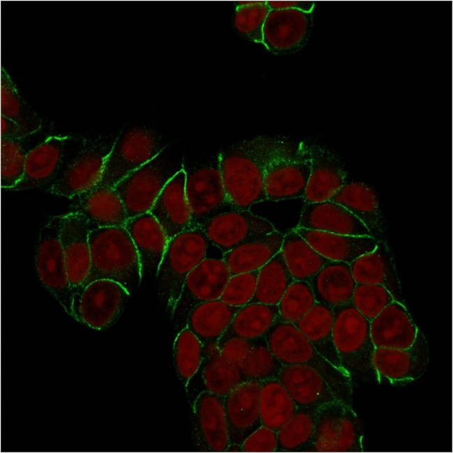 E-Cadherin/ CD324 (Intercellular Junction Marker) Antibody in Immunocytochemistry (ICC/IF)