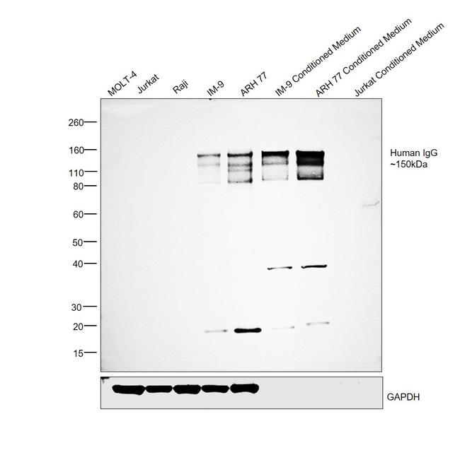 Human IgG (H+L) Secondary Antibody in Western Blot (WB)