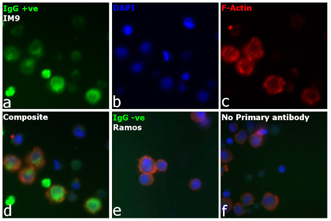 Human IgG Fc Cross-Adsorbed Secondary Antibody in Immunocytochemistry (ICC/IF)