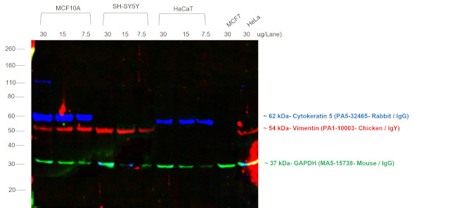 Chicken IgY (H+L) Cross-Adsorbed Secondary Antibody in Western Blot (WB)
