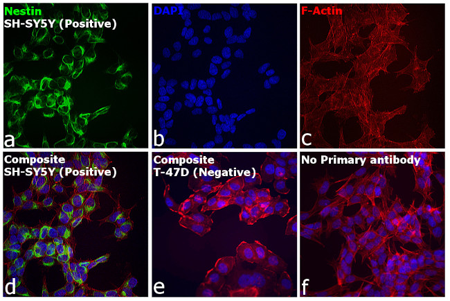 Mouse IgG (H+L) Cross-Adsorbed Secondary Antibody in Immunocytochemistry (ICC/IF)