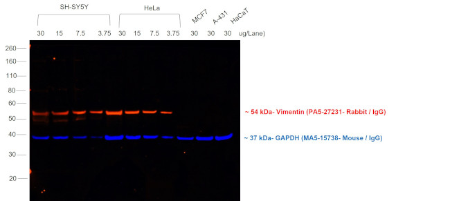 Rabbit IgG (H+L) Cross-Adsorbed Secondary Antibody in Western Blot (WB)