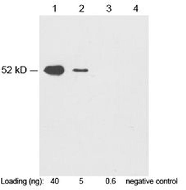 c-Myc-tag Antibody in Western Blot (WB)