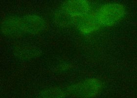 DYKDDDDK Tag Antibody in Immunocytochemistry (ICC/IF)