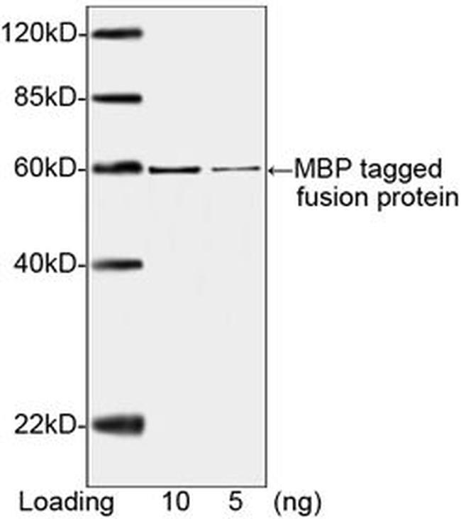 MBP-tag Antibody in Western Blot (WB)