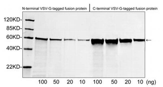 VSV-G-tag Antibody in Western Blot (WB)