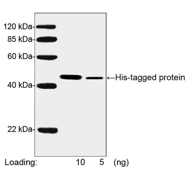 His Tag Antibody in Western Blot (WB)