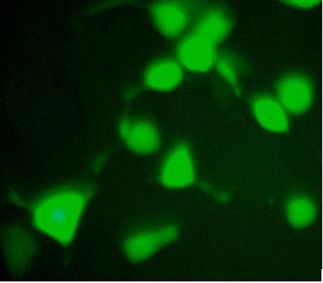 c-Myc Tag Antibody in Immunocytochemistry (ICC/IF)