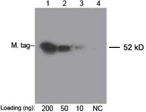 c-Myc Antibody in Western Blot (WB)