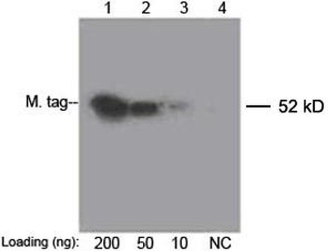 c-Myc Antibody in Western Blot (WB)