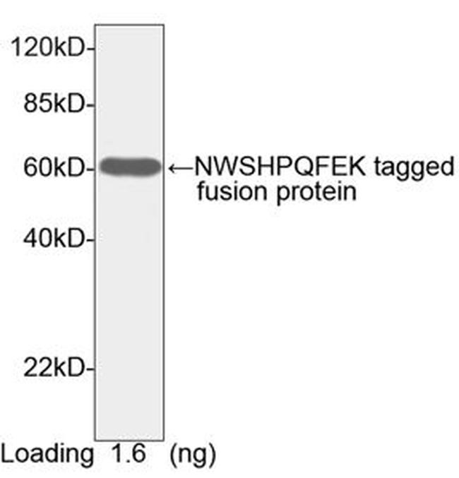 NWSHPQFEK Antibody in Western Blot (WB)