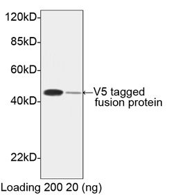 V5-tag Antibody in Western Blot (WB)