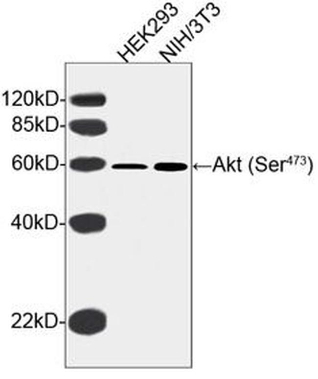 Phospho-Akt (Ser473) Antibody in Western Blot (WB)