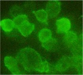 HA Tag Antibody in Immunocytochemistry (ICC/IF)