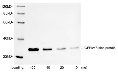 GFP Antibody in Western Blot (WB)